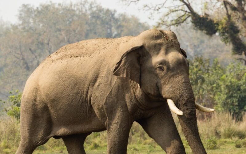 asian elephat 16508942071660357142